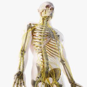 3D Male Skin, Skeleton And Nerves model